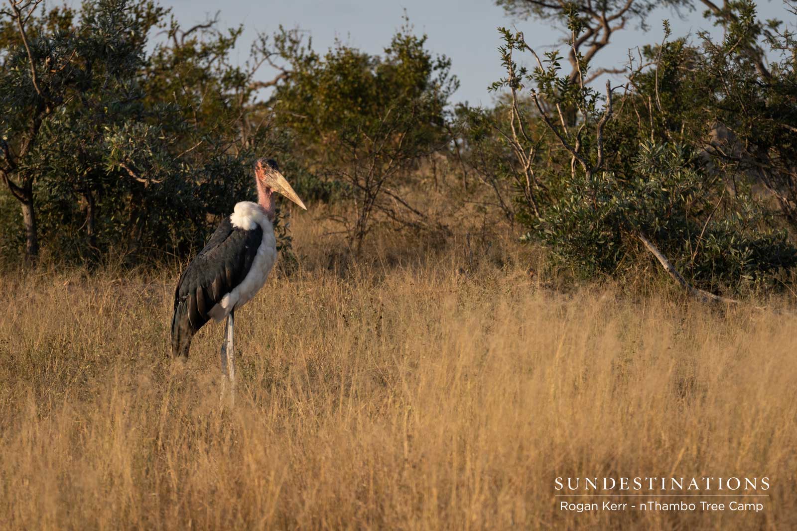 Marabou Stork at nThambo Marabou Stork at nThambo