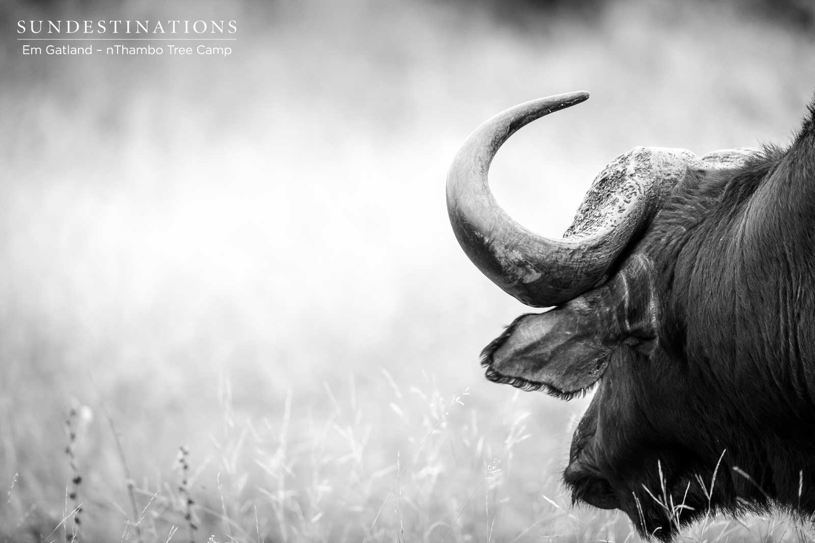 Buffalo at nThambo Buffalo at nThambo