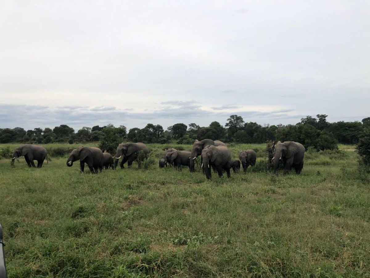 Elephants Umkumbe Elephants Umkumbe