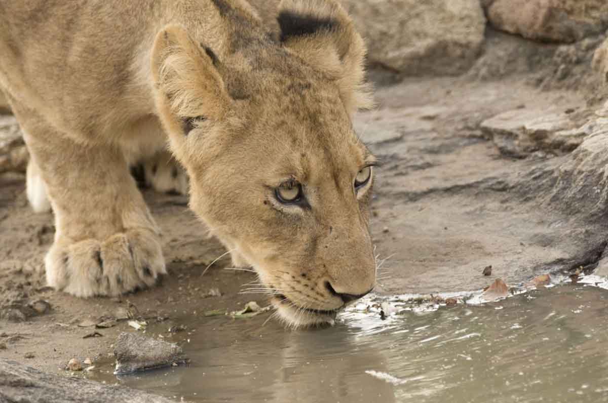 Kudyela Cubs Kudyela Cubs - Images taken by Mike and Fiona