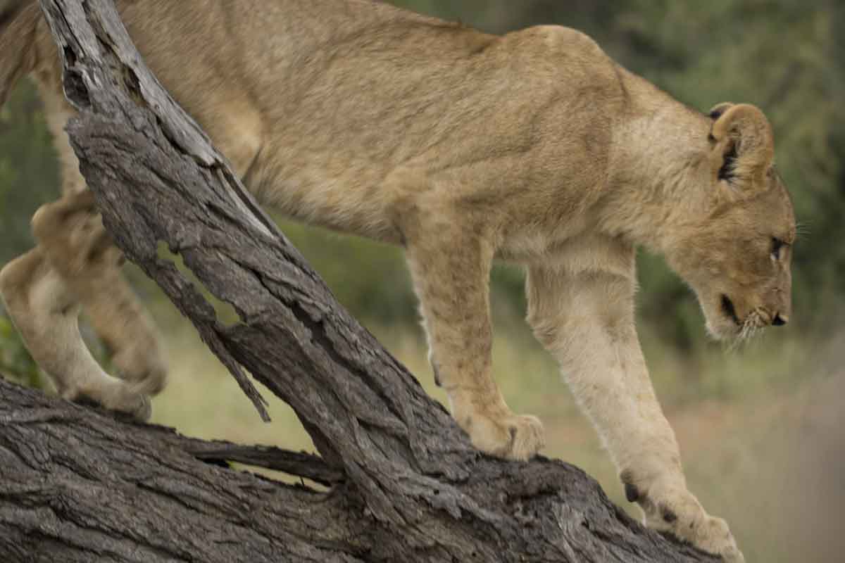 Kudyela Cub Climbs on Fallen Tree Images taken by Mike and Fiona