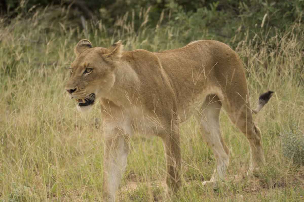 Kudyela Lioness Guest Review Kudyela Lioness Guest Review