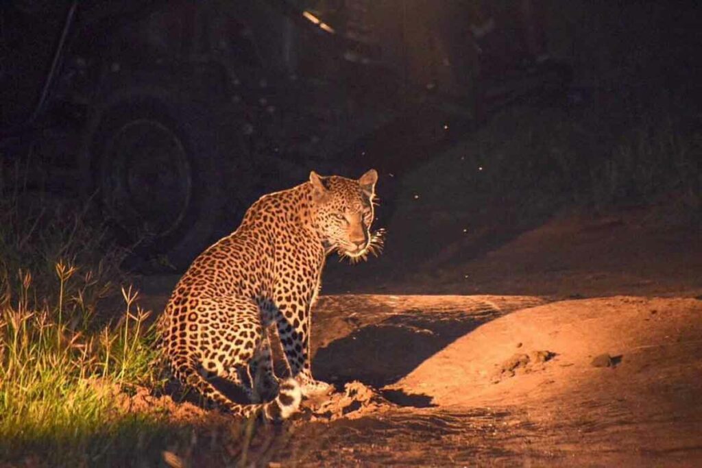 Umkumbe Safari Lodge Leopards
