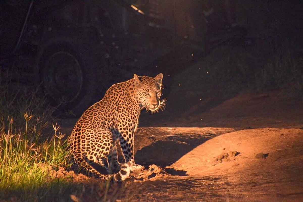 Umkumbe Safari Lodge Leopards Umkumbe Safari Lodge Leopards