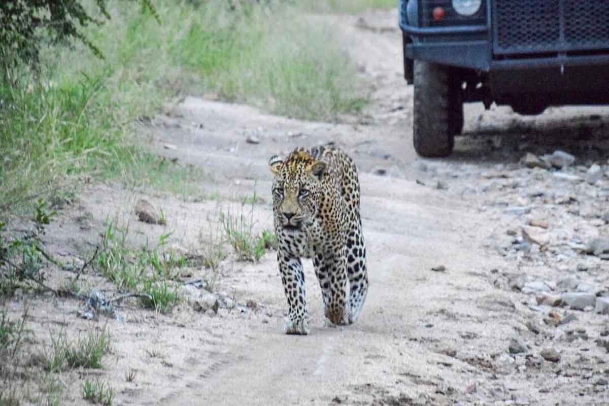 Leopards in the Sabi Sand Leopards in the Sabi Sand