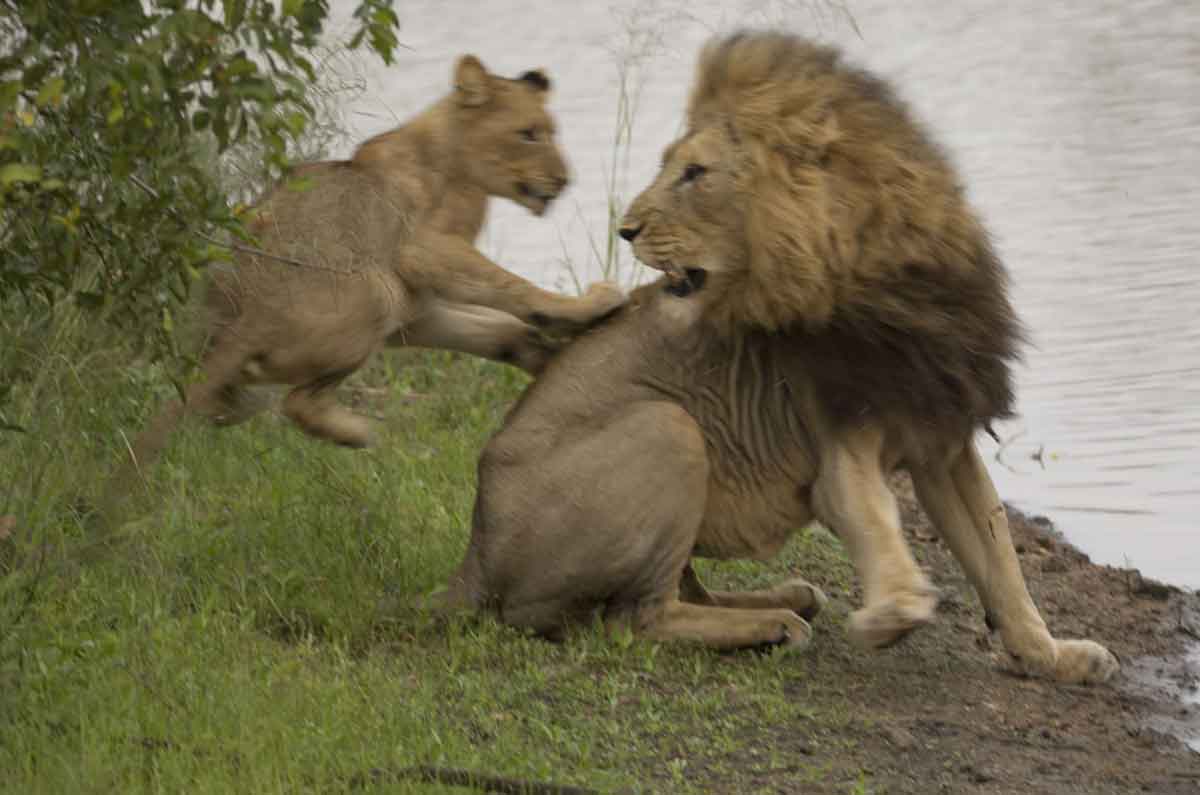Machaton Male Lion Plays with Cub Machaton Male Lion Plays with Cub - Mike and Fiona Clark