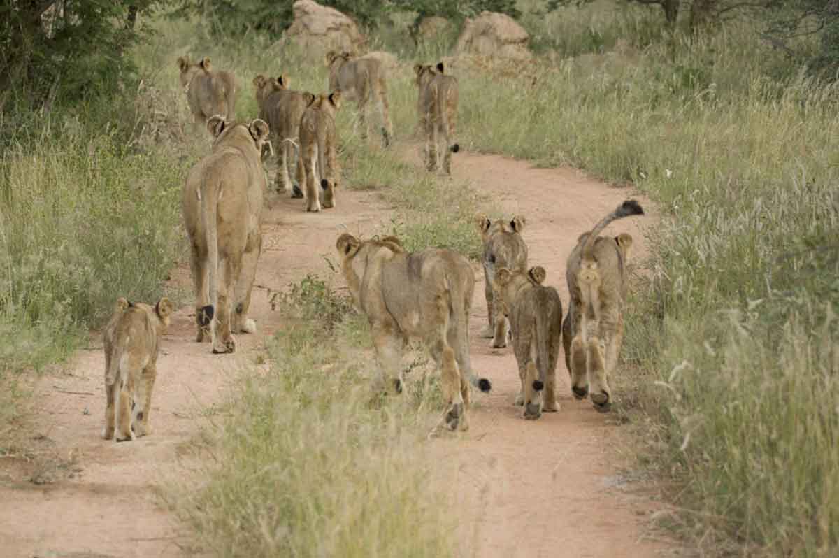 Machaton Cubs Lions Machaton Cubs Lions - Mike and Fiona Clark