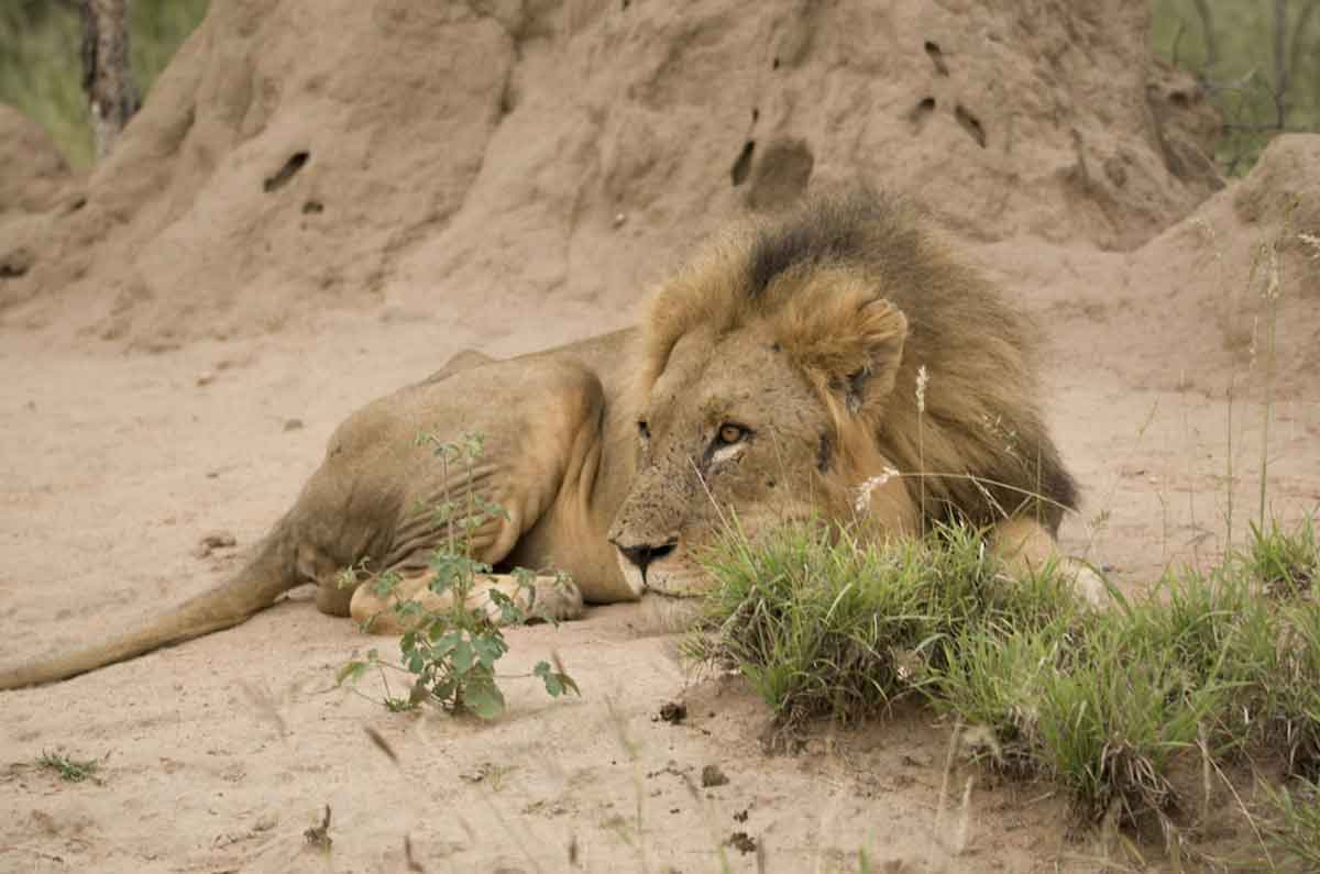 Machaton Male Lions Machaton Male Lions - Mike and Fiona Clark
