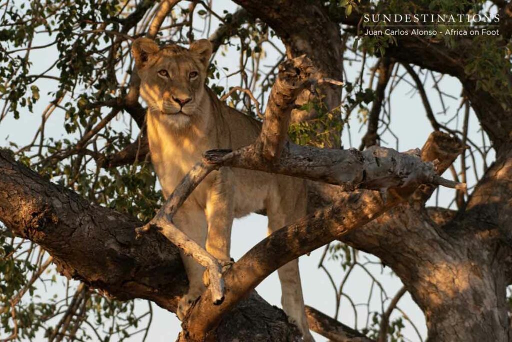 Tree-Climbing Lions Greater Kruger