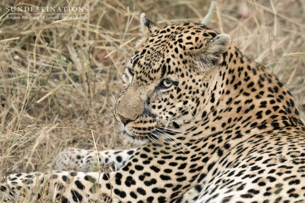 Chavaluthu Ezulwini Game Lodges