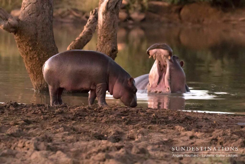 Hippo Calf in Balule
