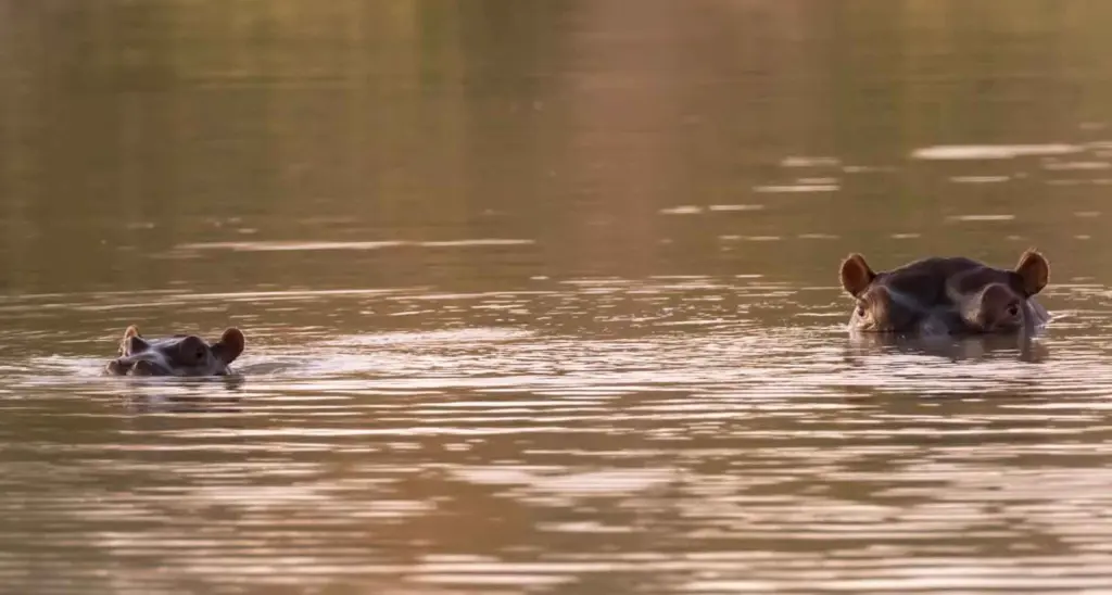Hippos in the Waterhole