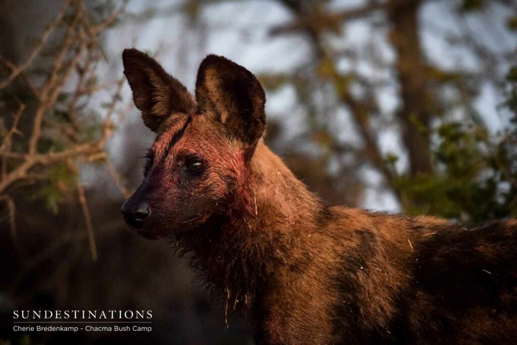 Wild Dog Pack in Maseke