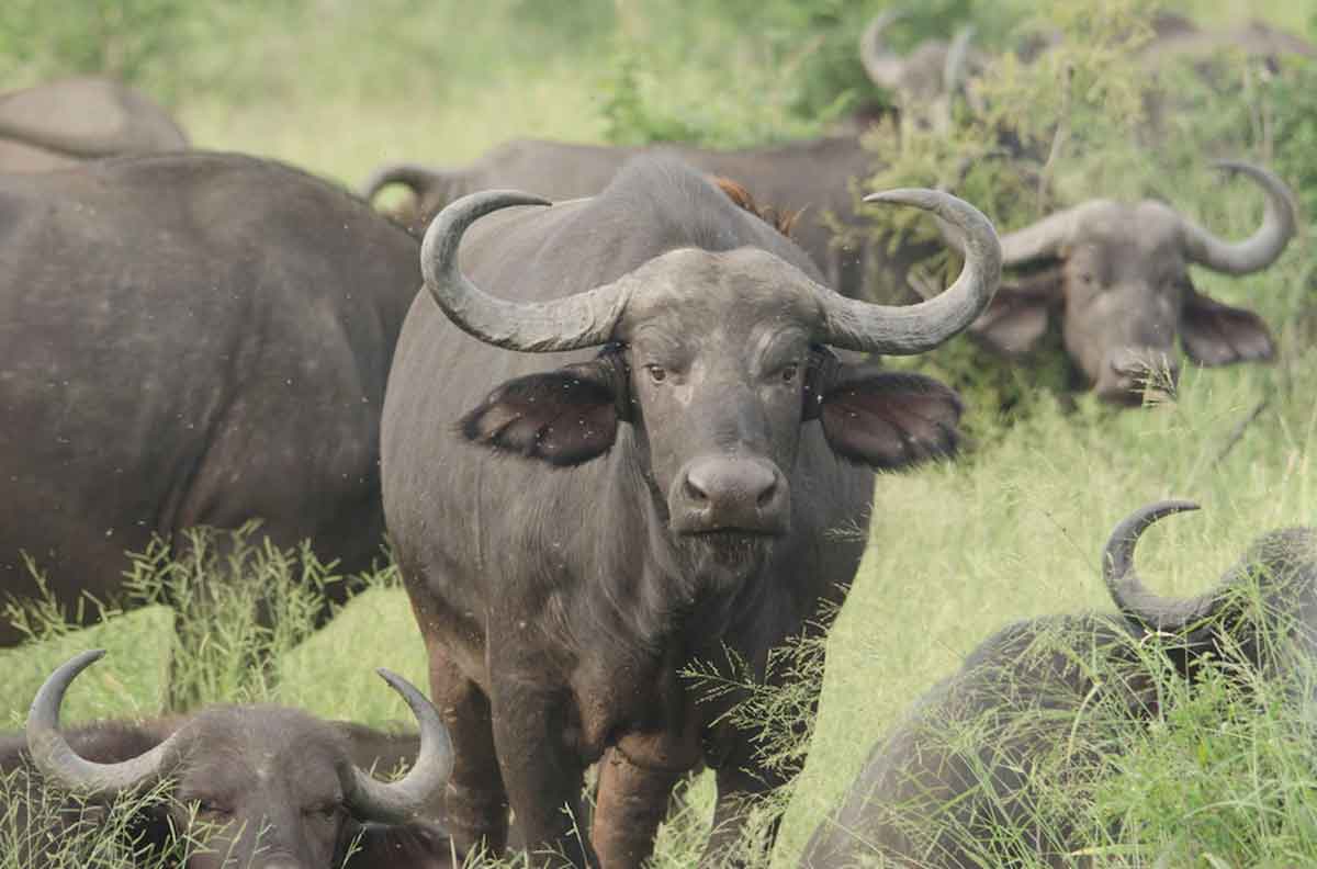nThambo Buffalo nThambo Buffalo