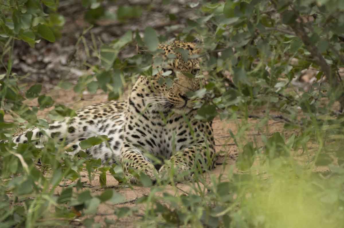 nThambo Leopard Nyeleti nThambo Leopard Nyeleti
