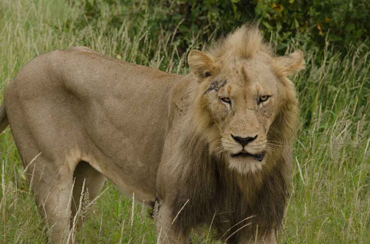 nThambo Lions nThambo Lions