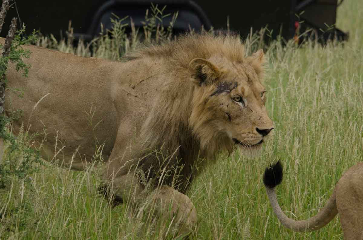 Male Lions at nThambo Male Lions at nThambo