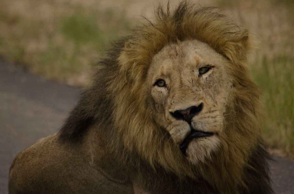 nThambo Male Lions nThambo Male Lions