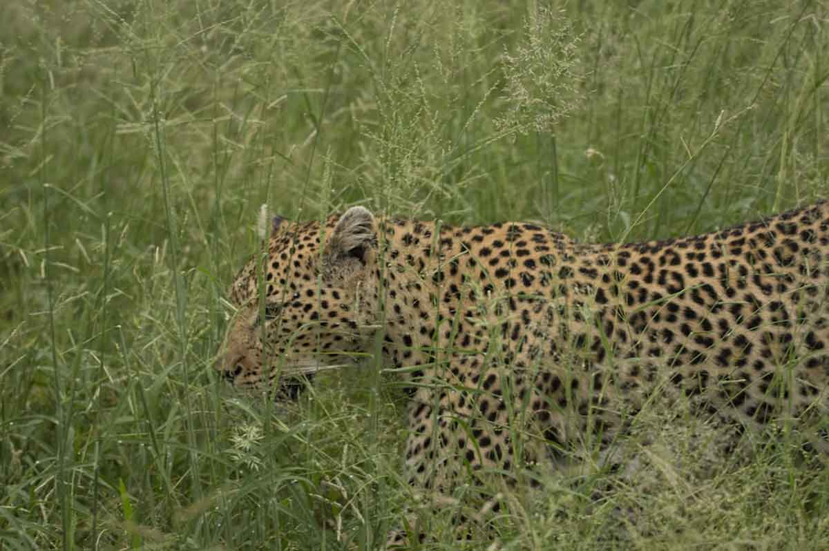 nThambo Nyeleti nThambo Nyeleti