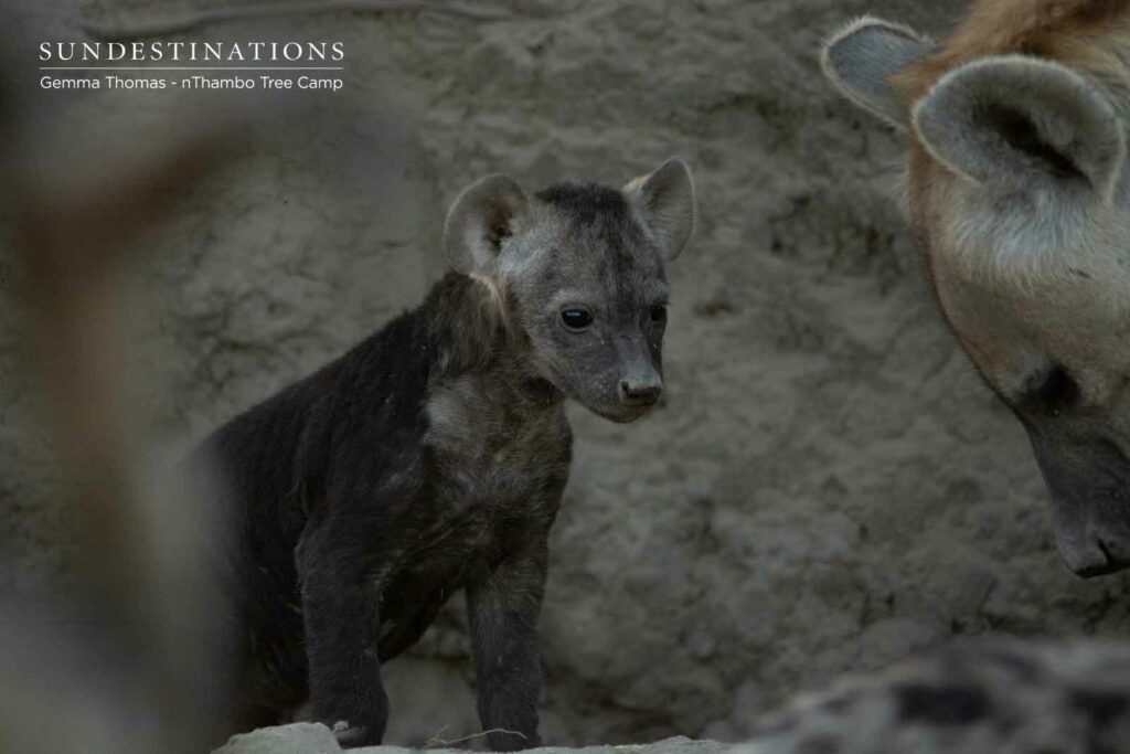 Hyena Cub in Klaserie