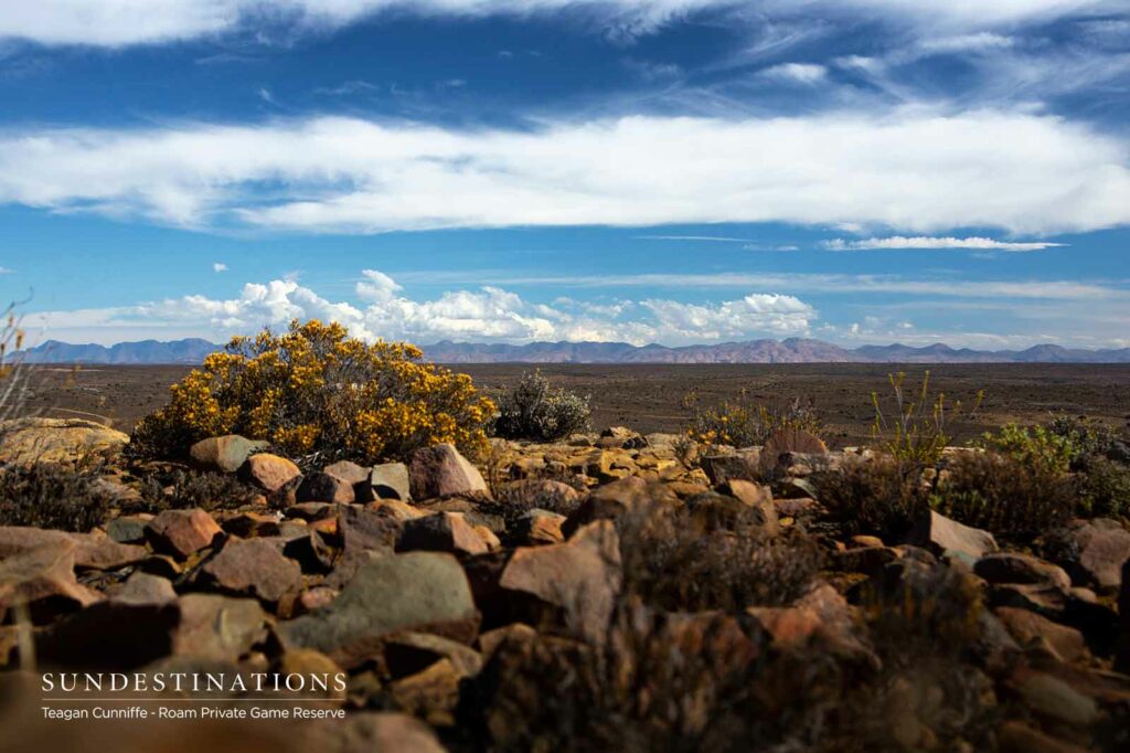 Roam Karoo Landscape