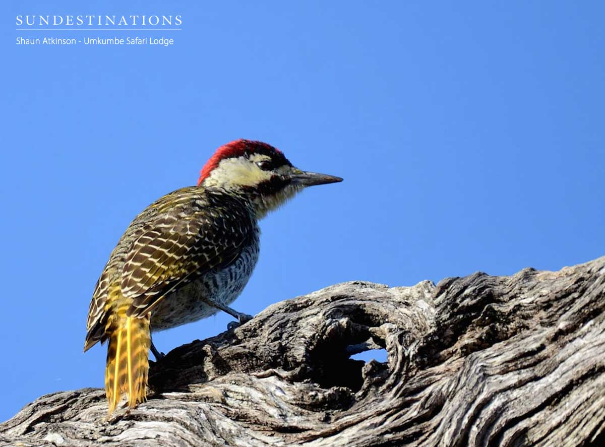 Birding in Sabi Sand Birding in Sabi Sand