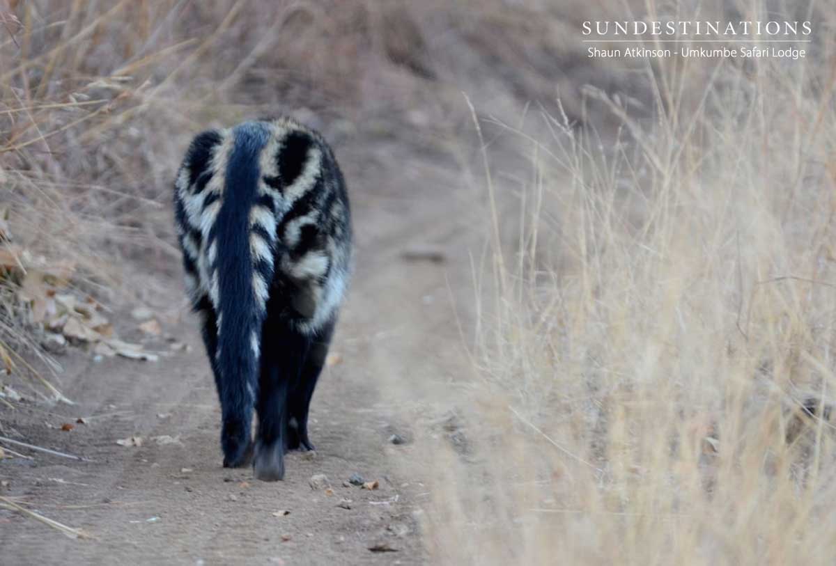 Civet at Umkumbe Safari Lodge Civet at Umkumbe Safari Lodge
