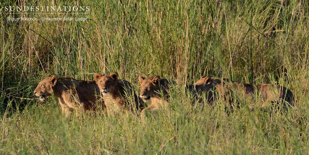 Kambula Lion Pride Kambula Lion Pride