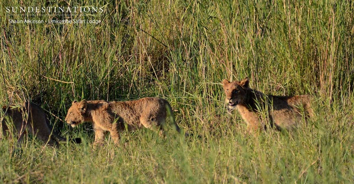 Umkumbe Lions in Front of Lodge Umkumbe Lions in Front of Lodge