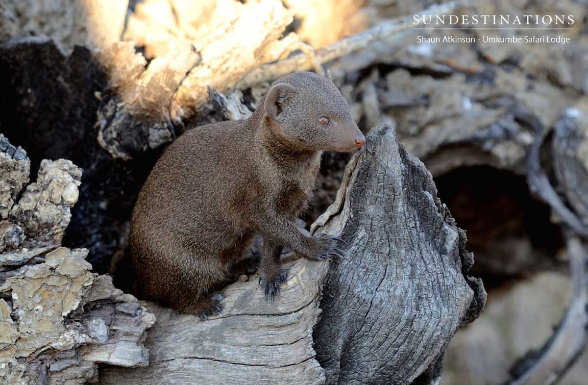 Umkumbe Dwarf Mongoose Umkumbe Dwarf Mongoose