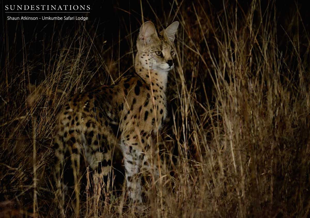 Umkumbe Serval Umkumbe Serval