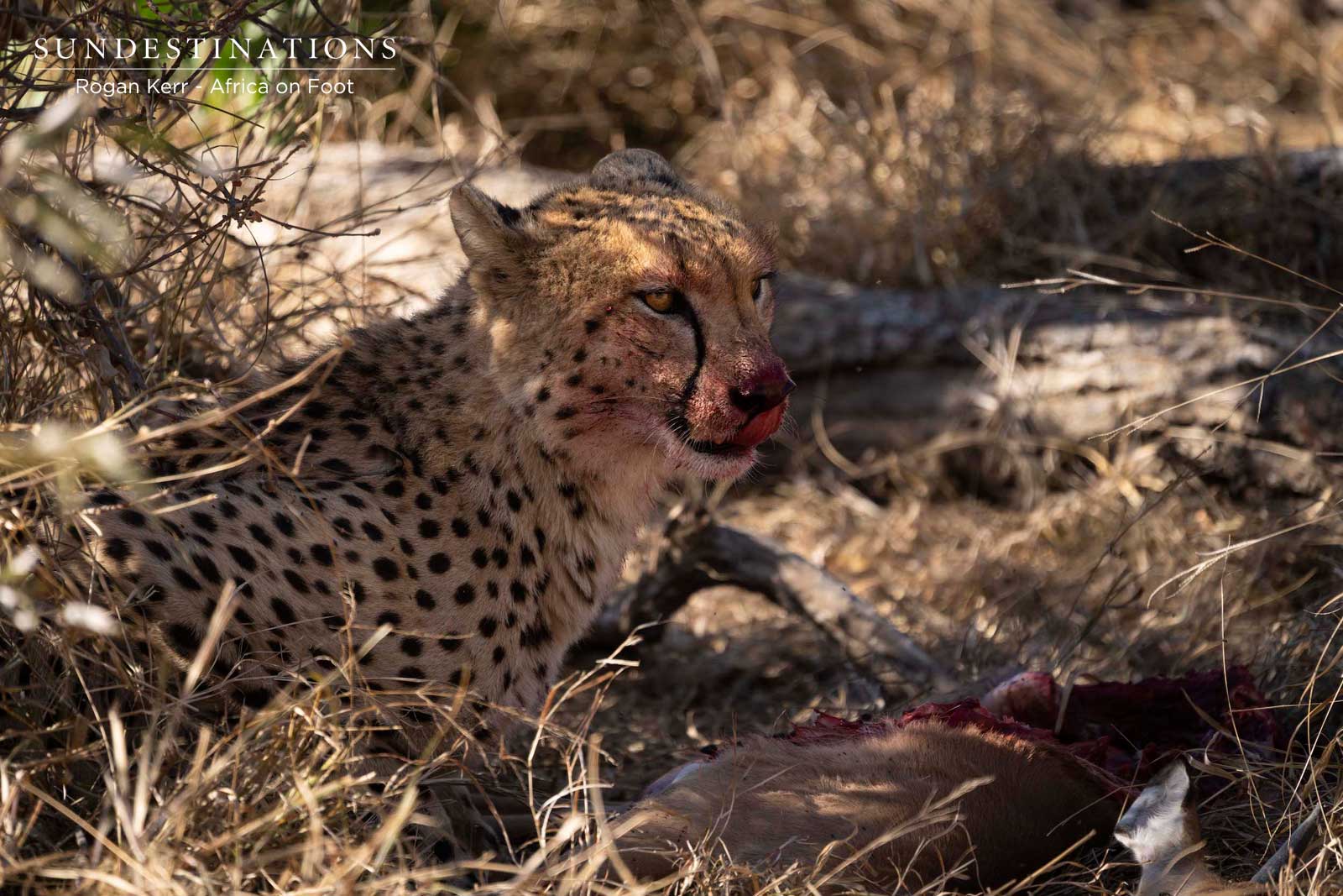 Cheetah at Africa on Foot Cheetah at Africa on Foot