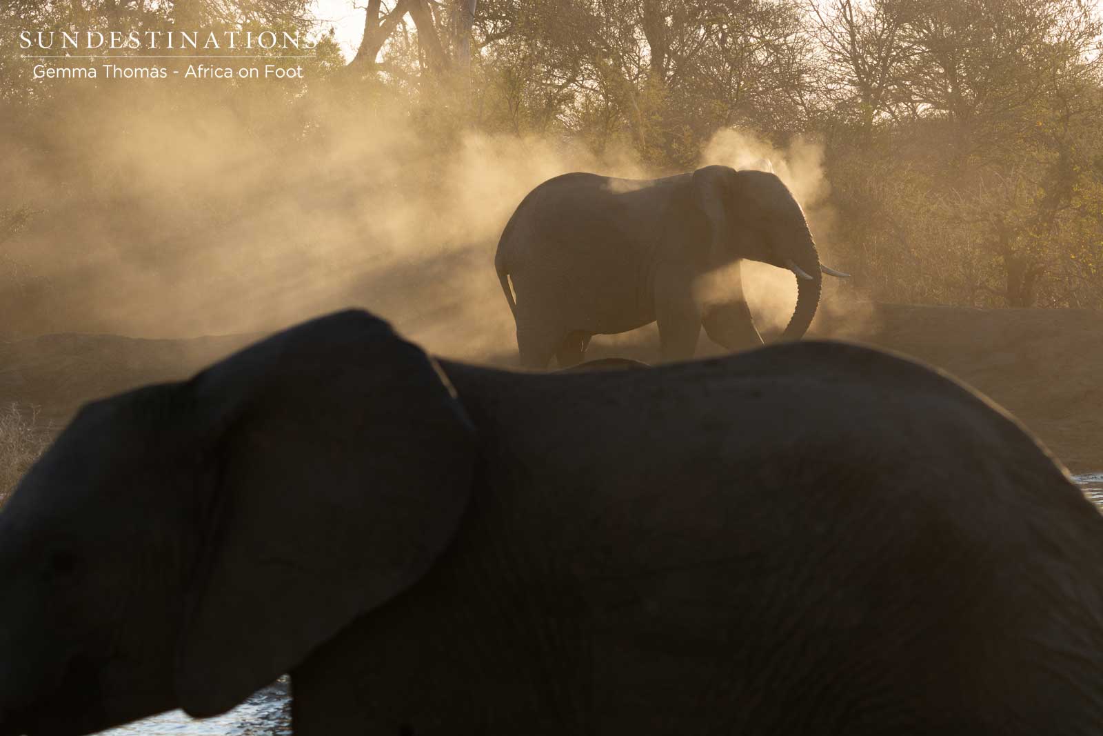 Africa on Foot Elephants Africa on Foot Elephants