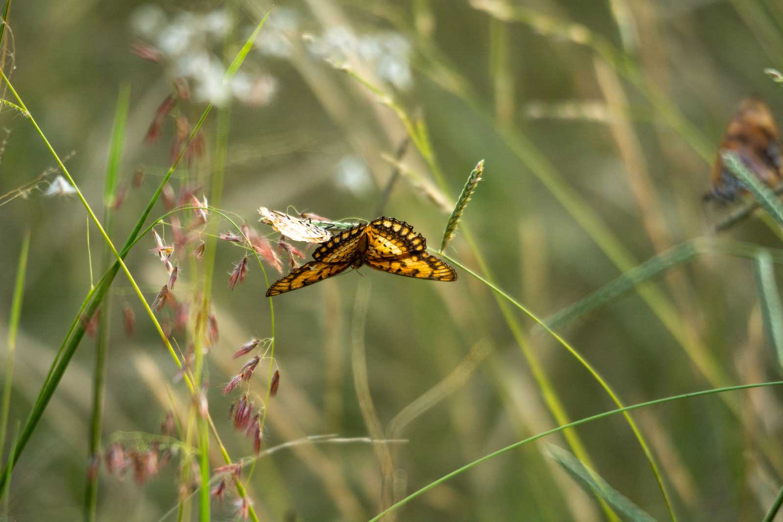 Chacma Butterfly Chacma Butterfly