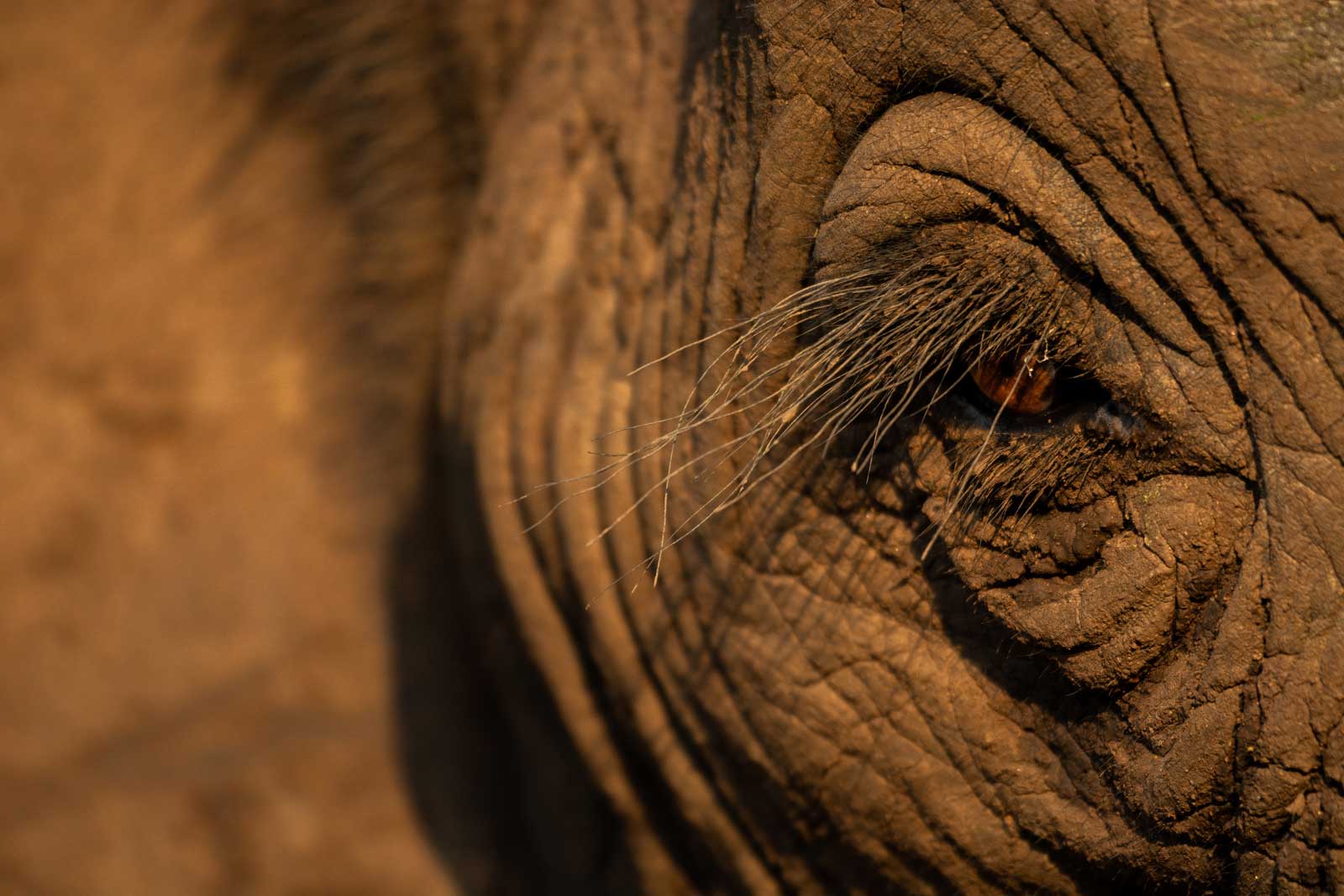 Chacma Elephants Chacma Elephants