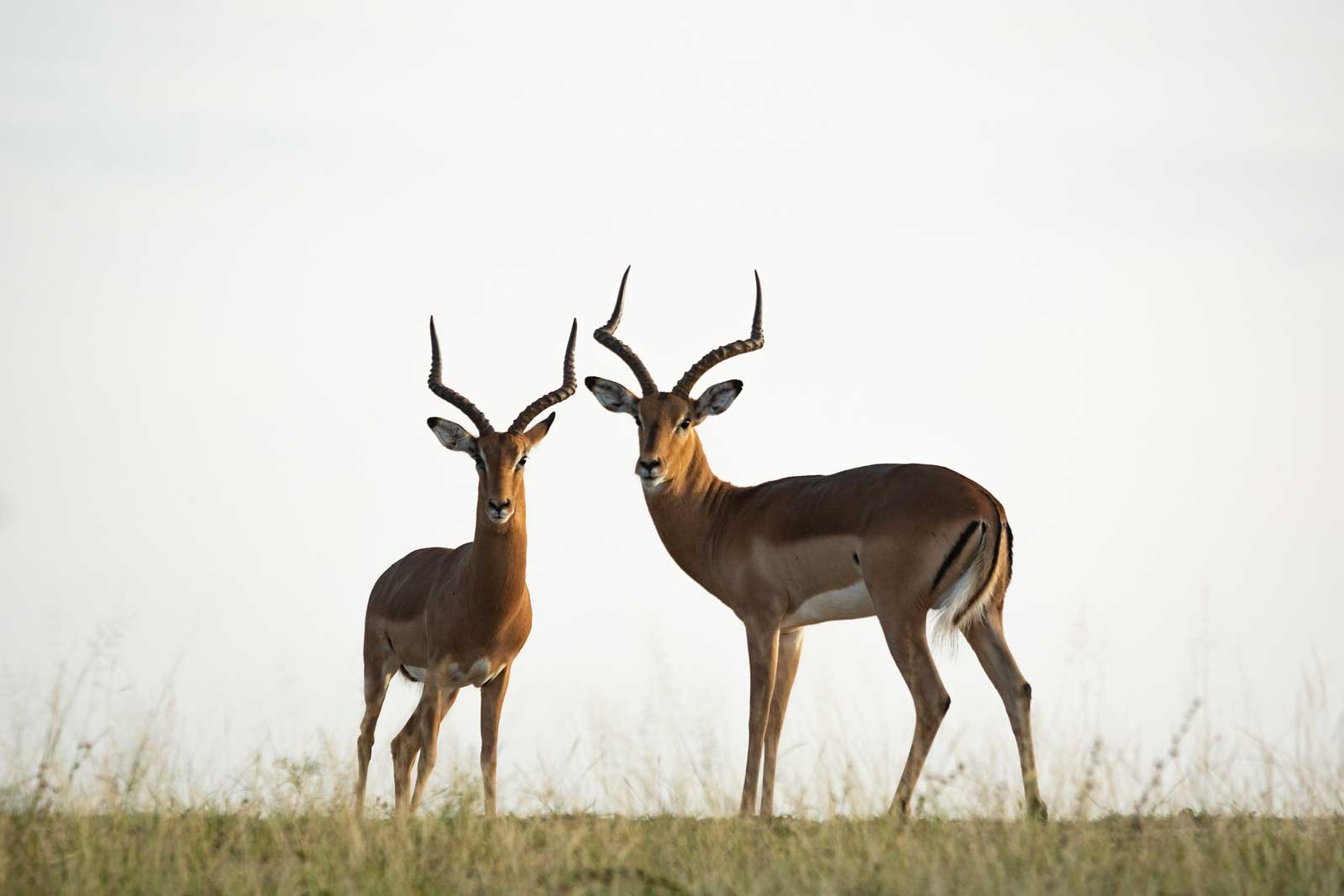 Chacma Impala Chacma Impala