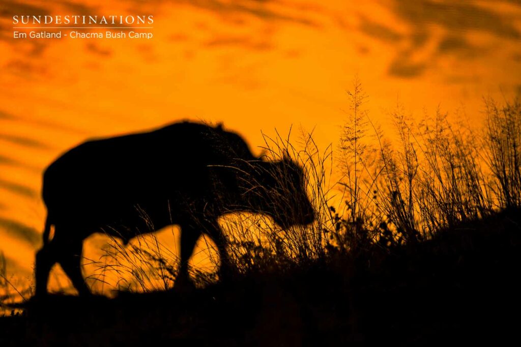 Chacma Sunsets in Maseke