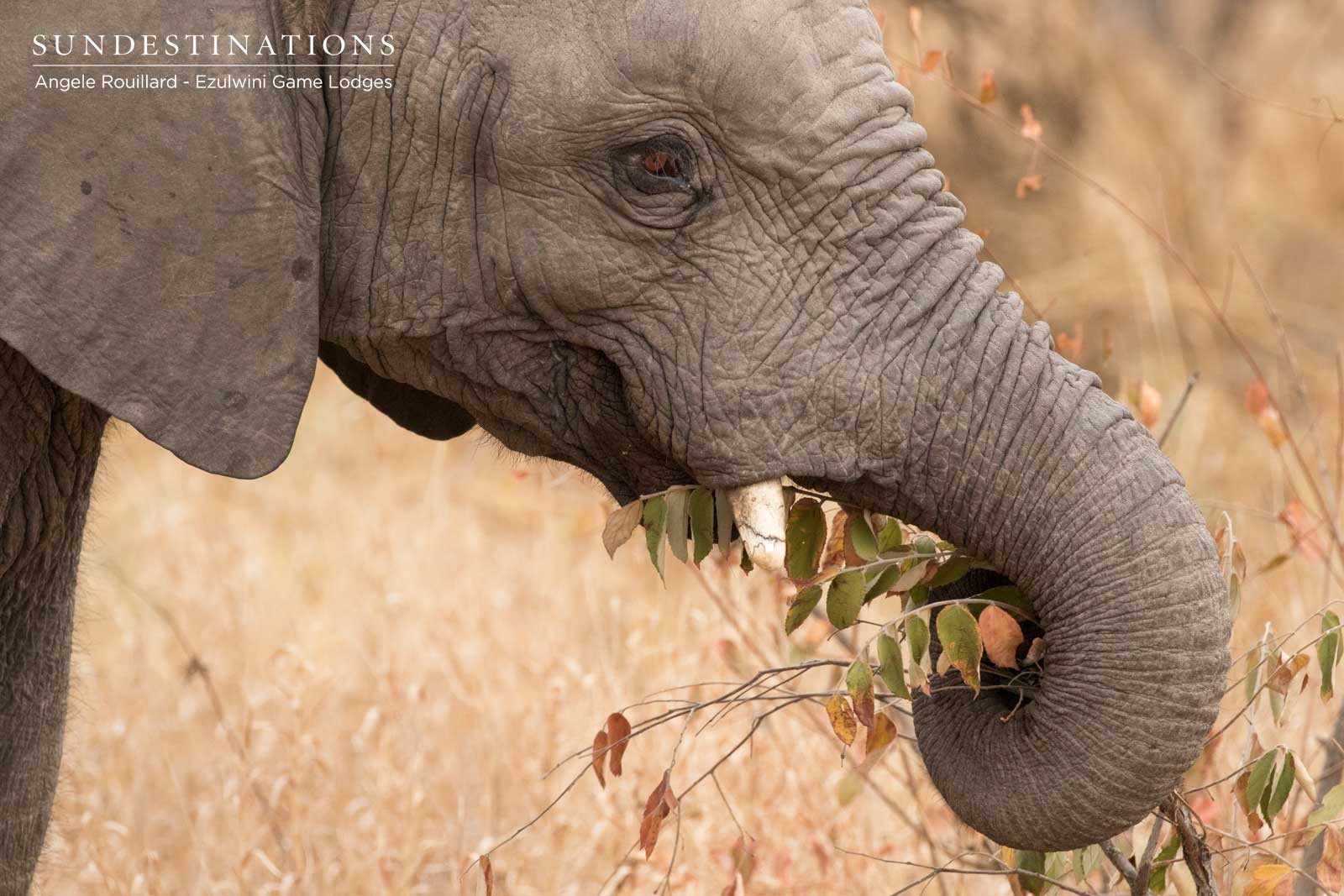 Ezulwini Elephants Ezulwini Elephants