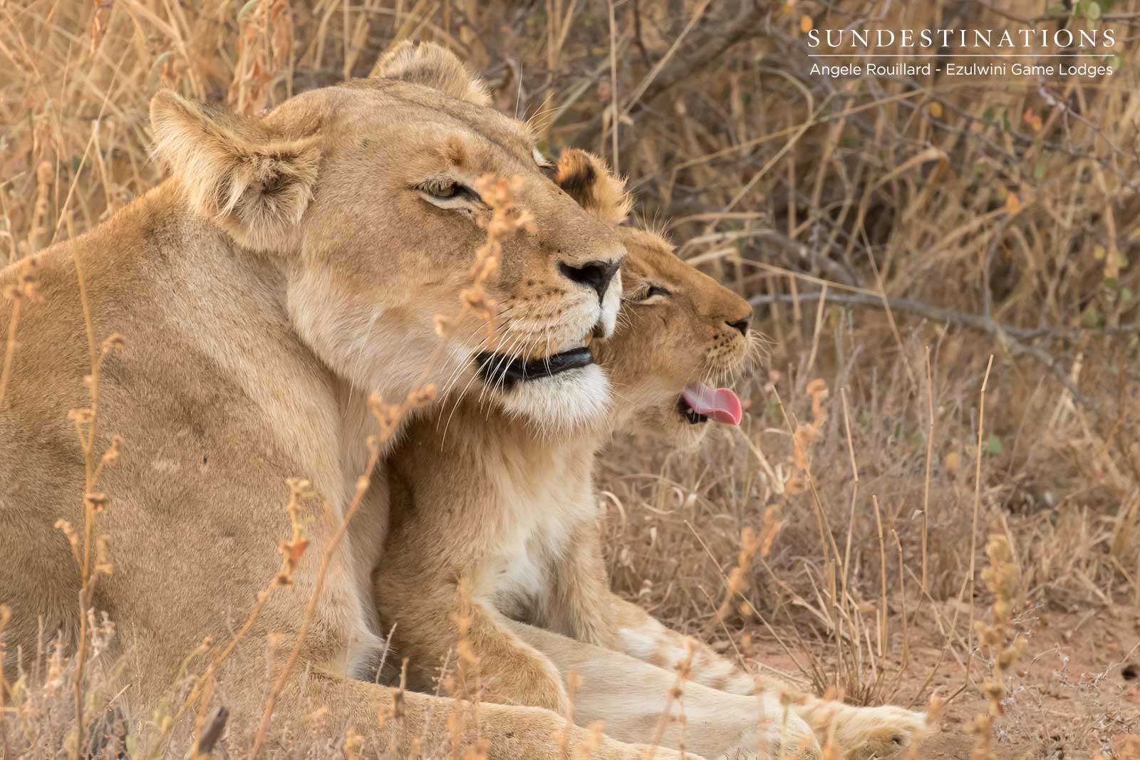 Lioness and Cubs Lioness and Cubs