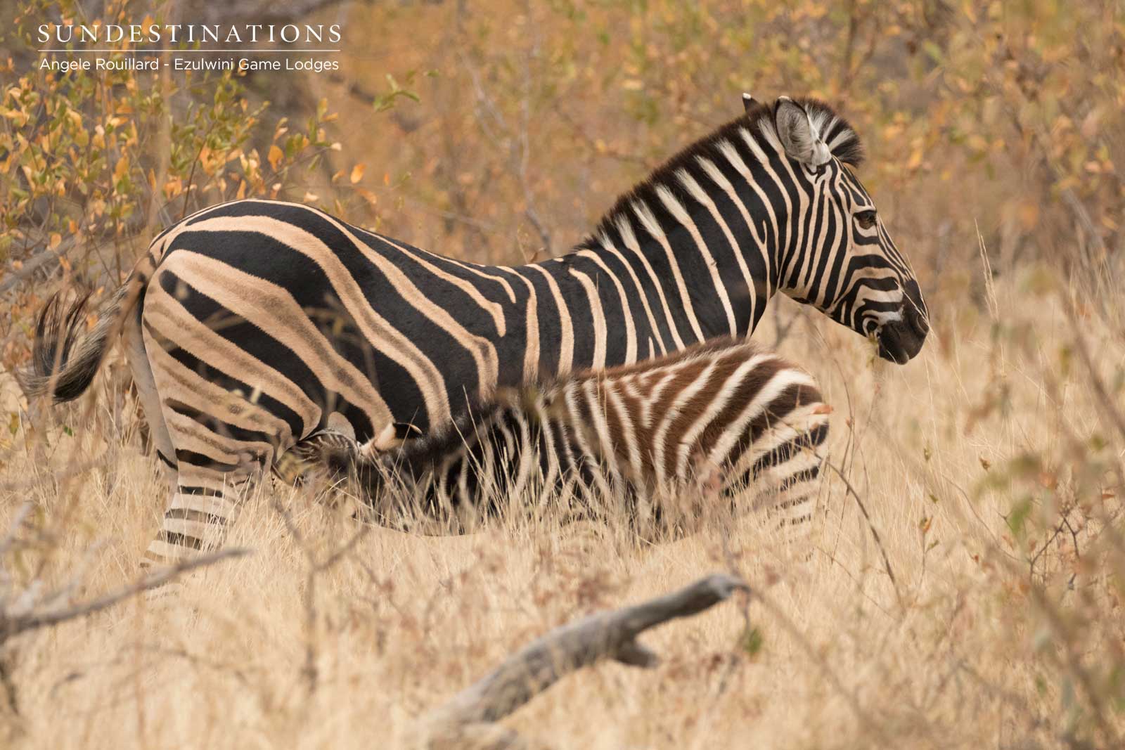 Zebra and Calf Zebra and Calf