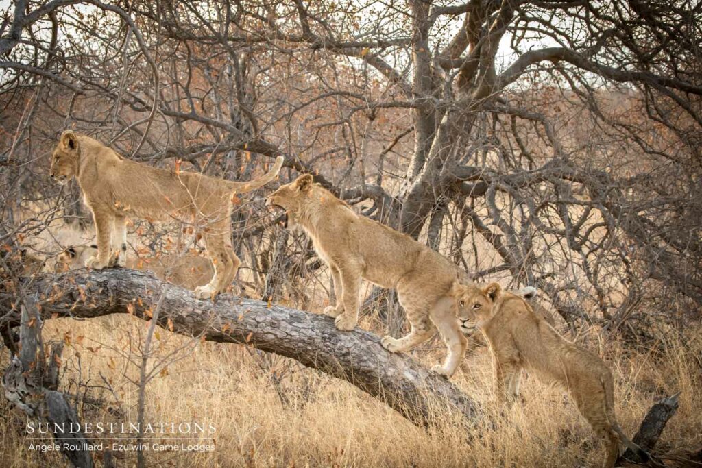 Kudyela Cubs in Procession