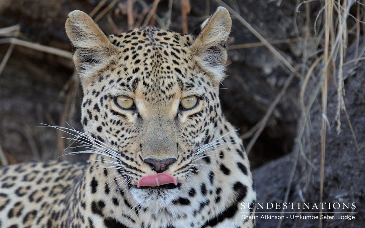 Leopards in Umkumbe Leopards in Umkumbe