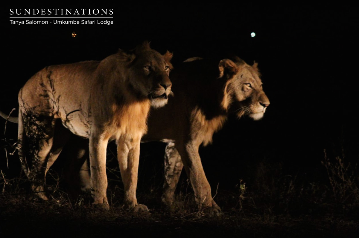 Talamati Male Lions Umkumbe Talamati Male Lions Umkumbe