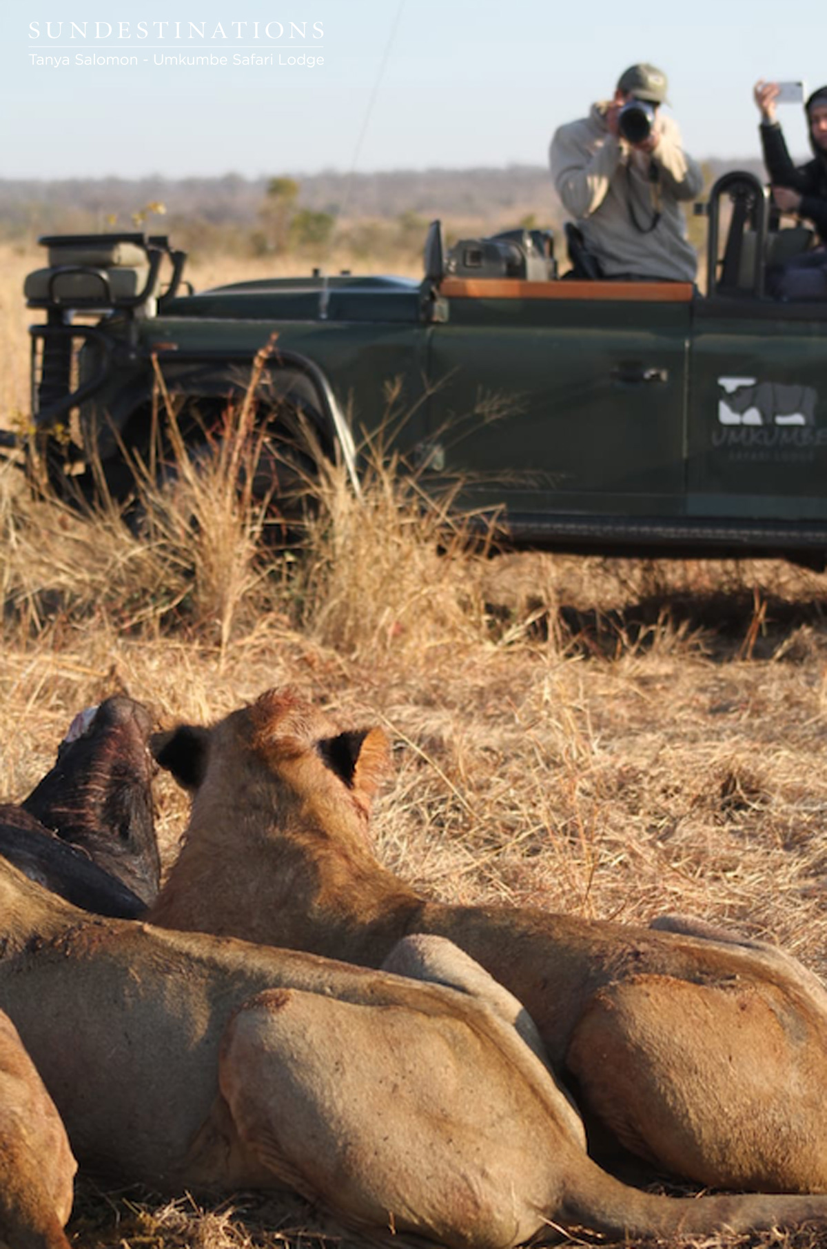 Lions in Sabi Sand Lions in Sabi Sand