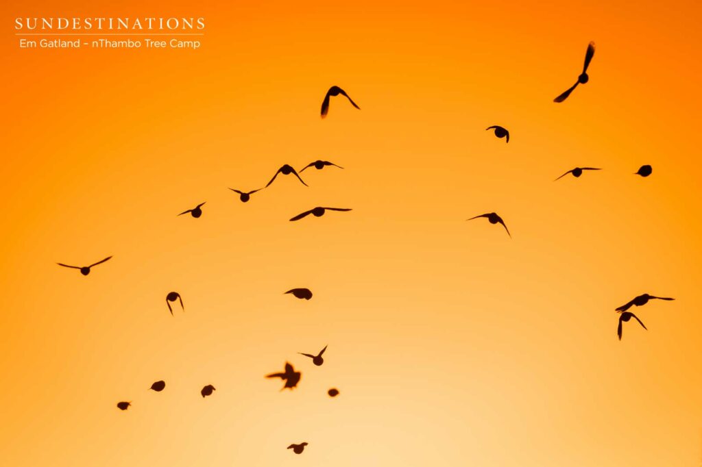 Birds at nThambo Tree Camp