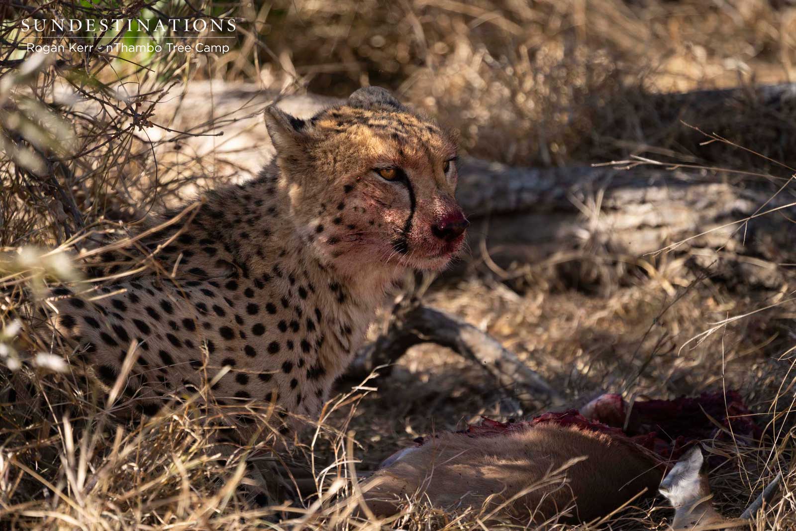 Cheetah with Impala at nThambo Cheetah with Impala at nThambo