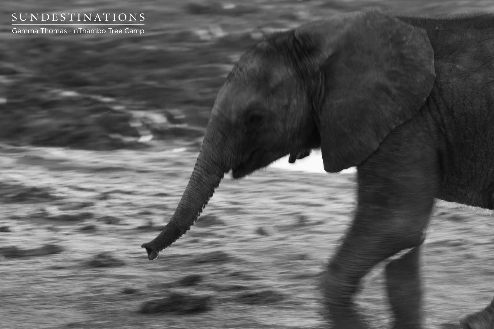 Elephant Calf at nThambo Elephant Calf at nThambo