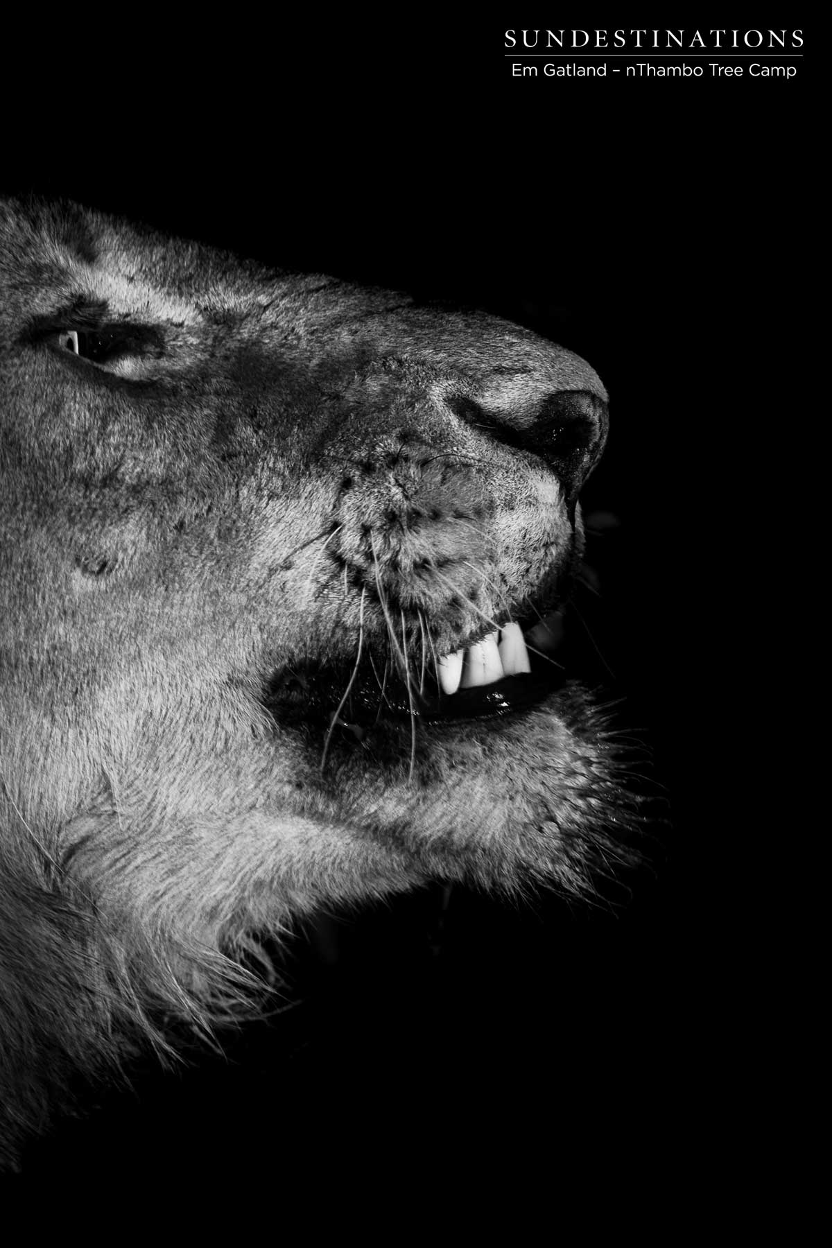 WIPnThamboLionsblackwhite Lioness at nThambo Tree Camp