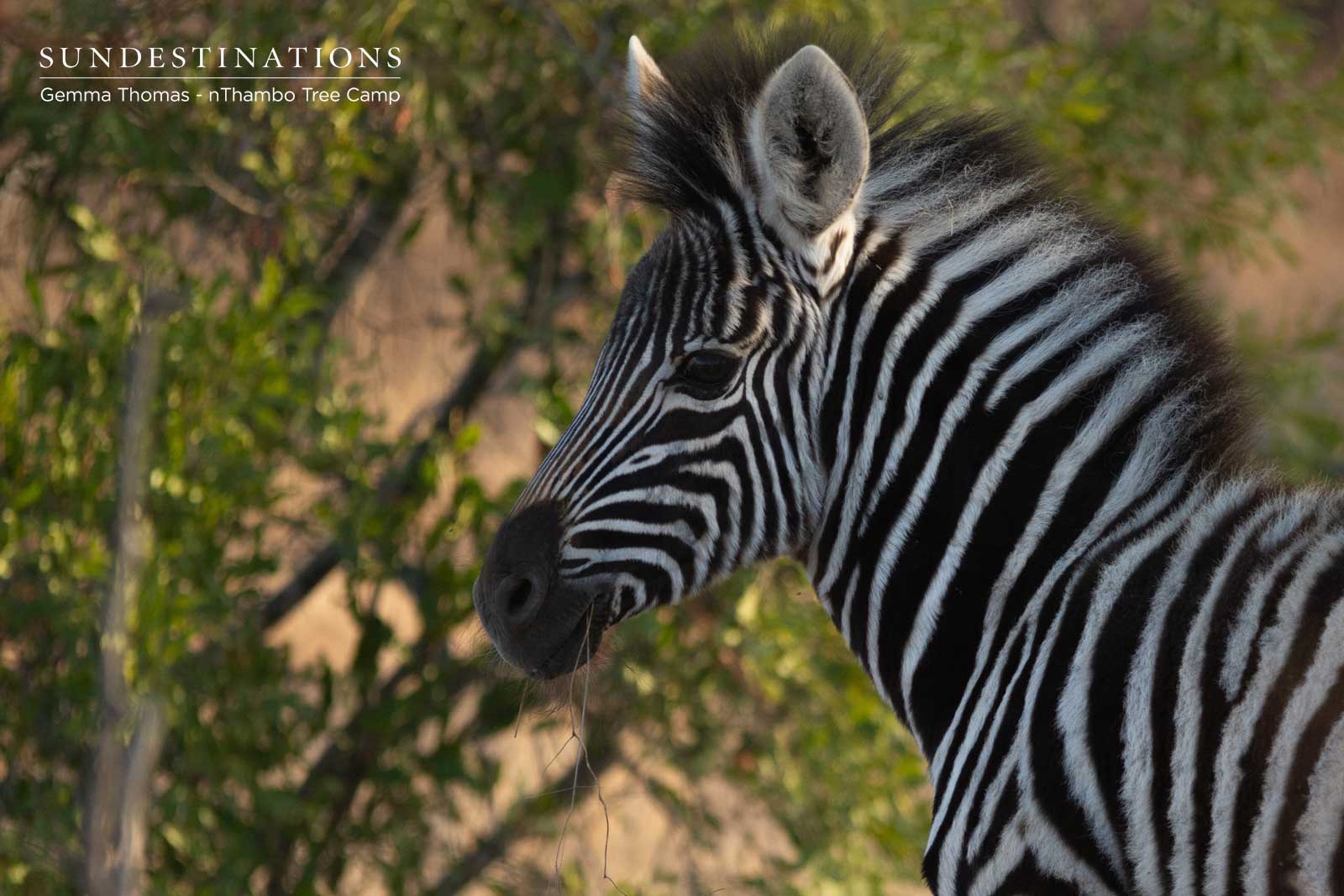 Zebra at nThambo Zebra at nThambo