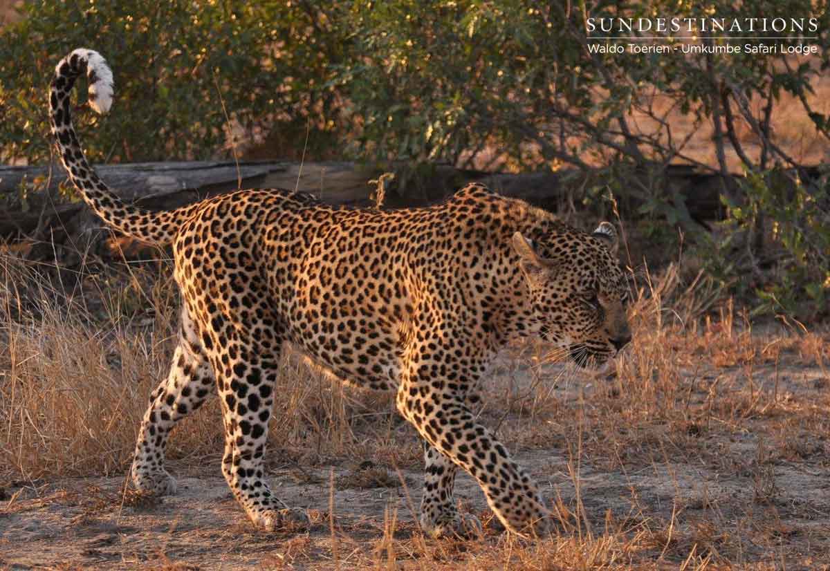 Nweti the Leopard Nweti the Leopard